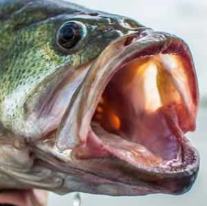 Meet your Posher, Cameron